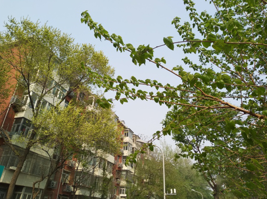 移动手机N3